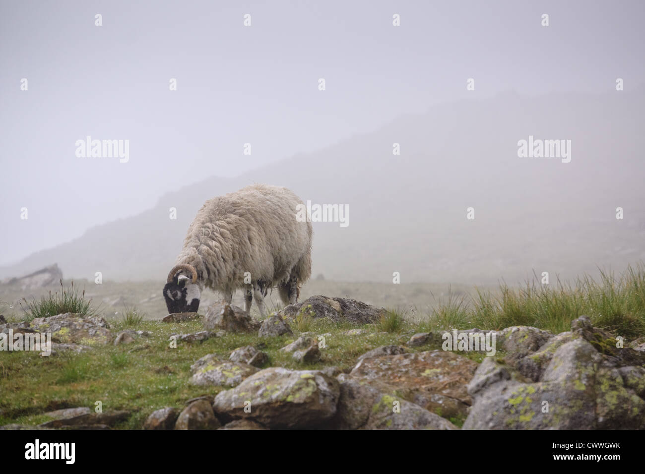 A swaledale sheep feeding on grass on a misty murky day at Dove Crag in the Lake District. Stock Photo
