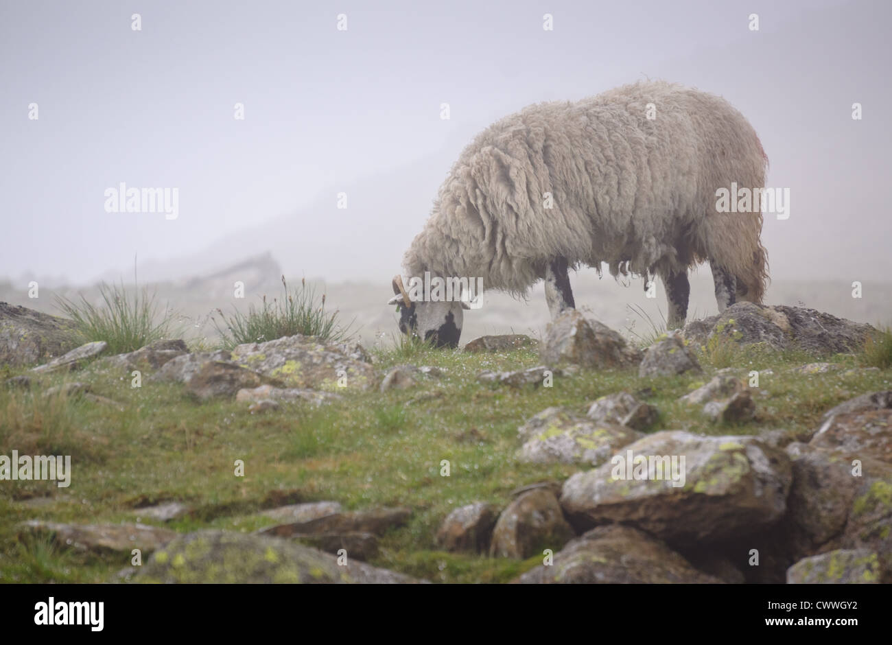 A Swaledale sheep feeding on grass on a wet, misty and murky day at Dove Crag in the Lake District. Stock Photo