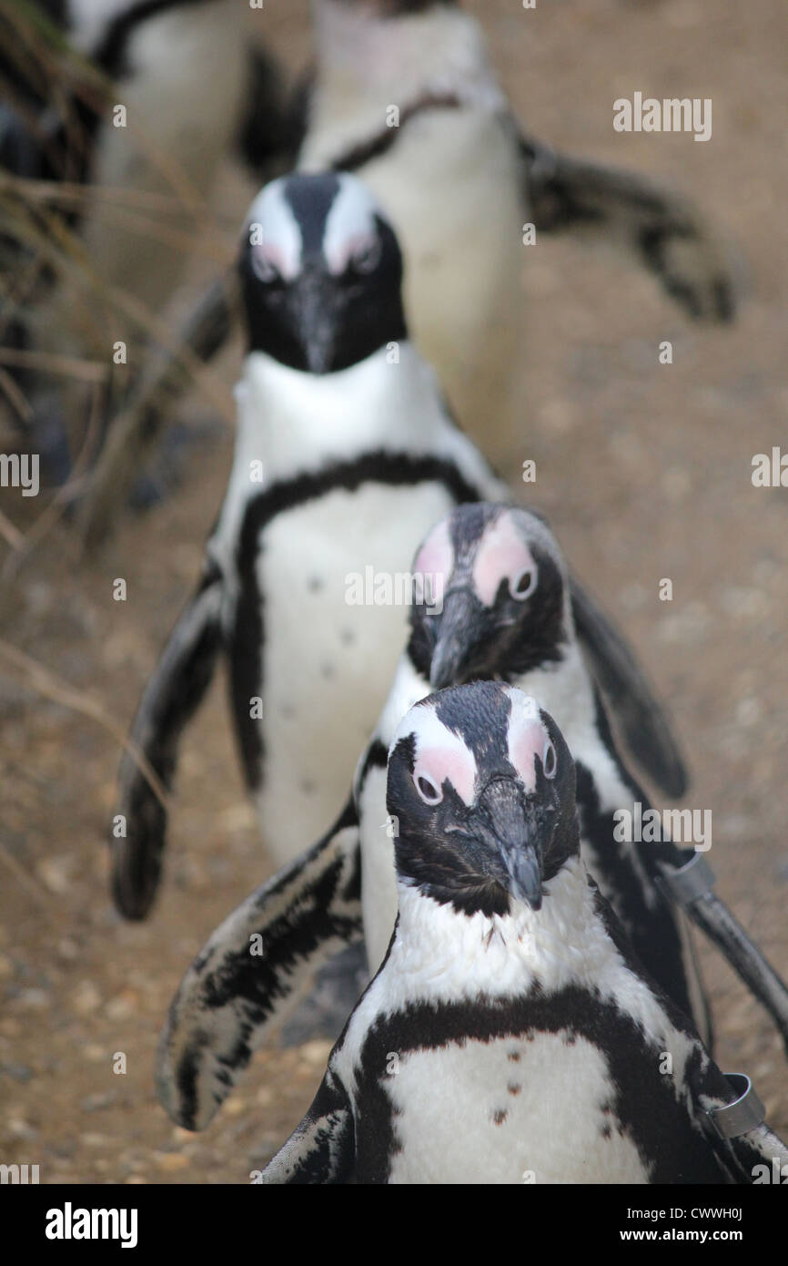 Feeding time for penguins at Whipsnade Zoo Stock Photo Alamy