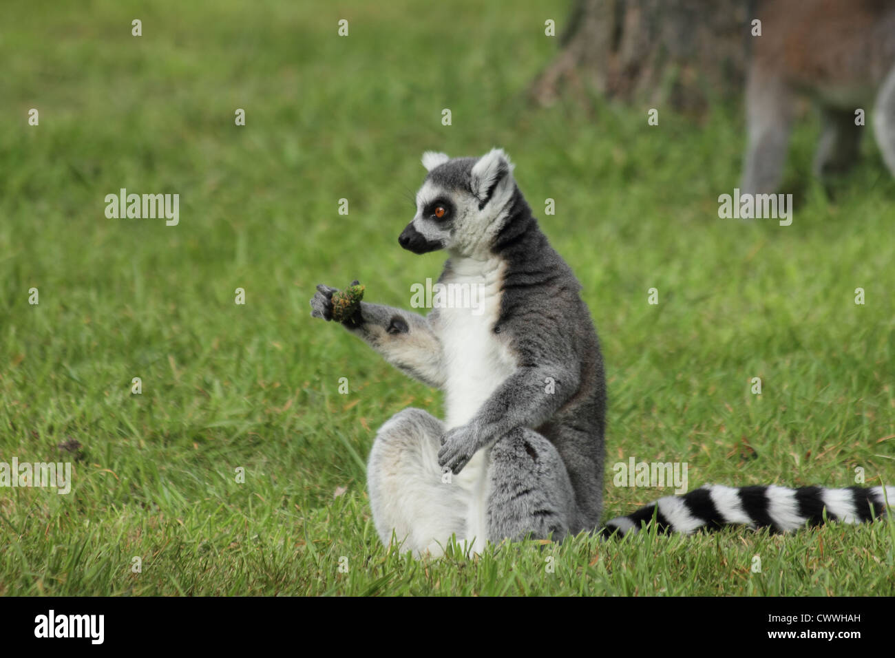 Ring tailed lemur holding a pine cone like it is a grenade Stock Photo