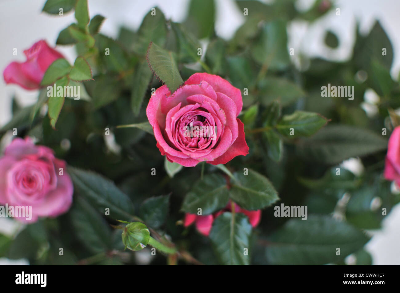 Miniature pink rose in a pot Stock Photo