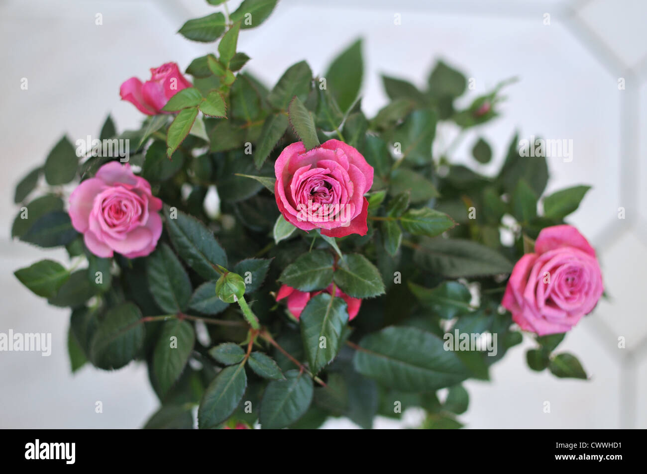 Miniature pink rose in a pot Stock Photo Alamy