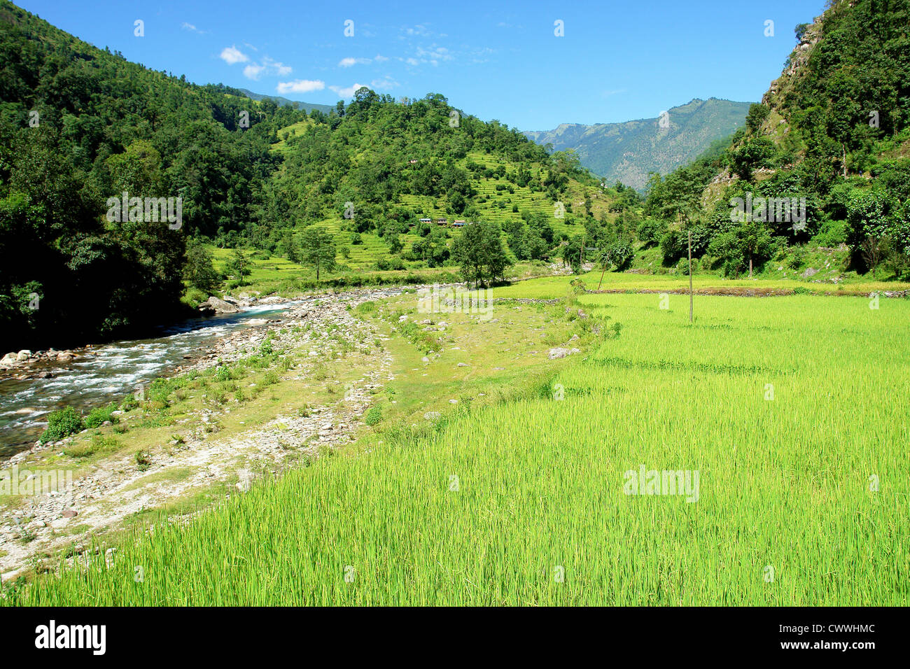 Green rice fields and mountain river landscape, trek to Annapurna Base Camp in Nepal Stock Photo