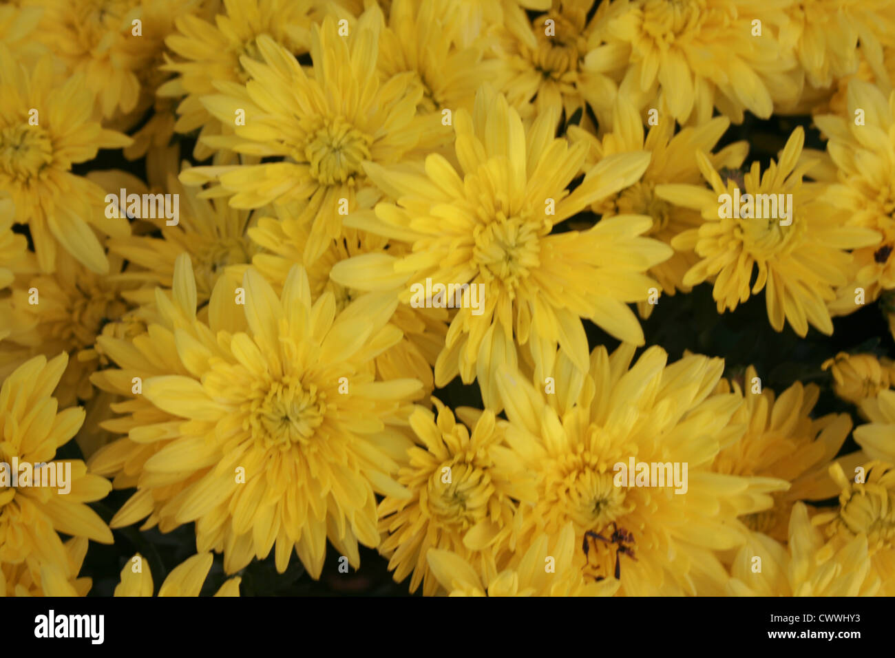 yellow wildflower daisy flower picture Stock Photo