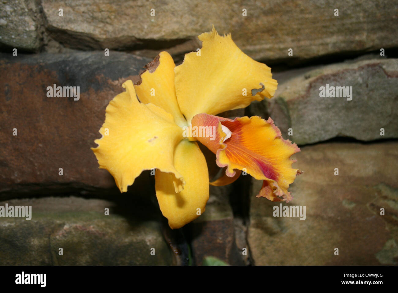 Botanical illustration and orchid hires stock photography and images