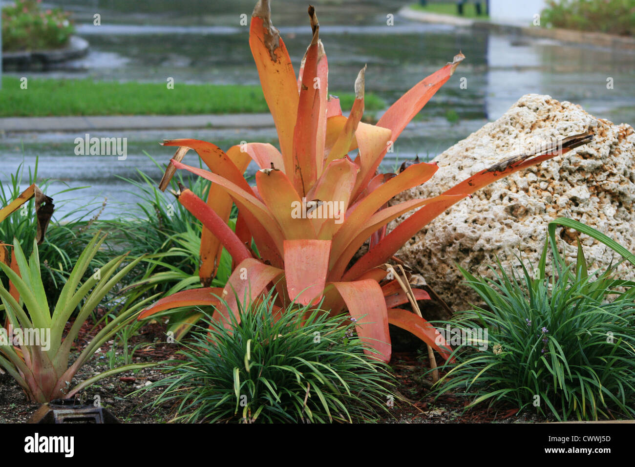 orange and green tropical coastal botanical plants plant Stock Photo