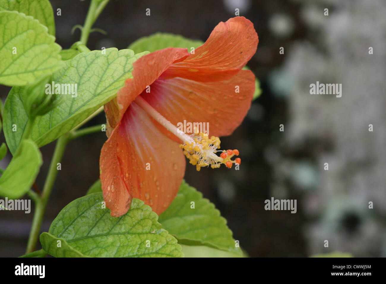 hibiscus flower tropical coastal beach art home decor Stock Photo