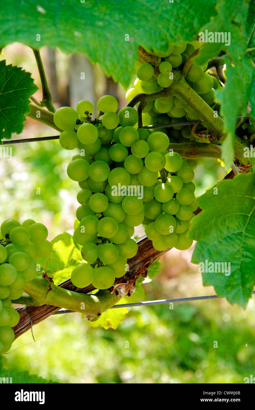Grape Growing Ripe Ripe Grapes growing in a vineyard Stock Photo - Alamy
