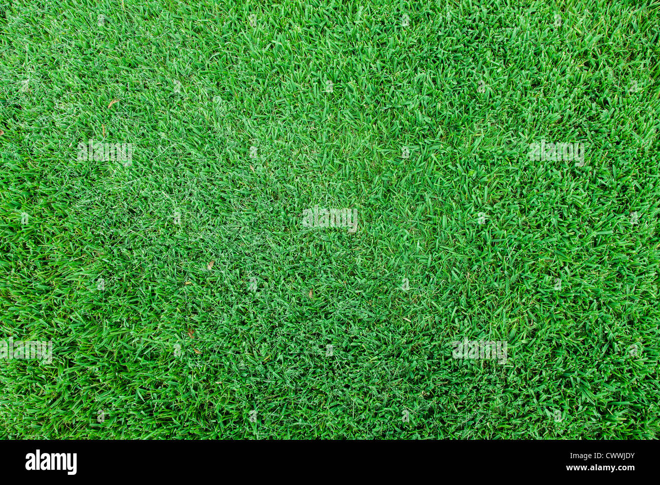 Cut grass seen from above Stock Photo