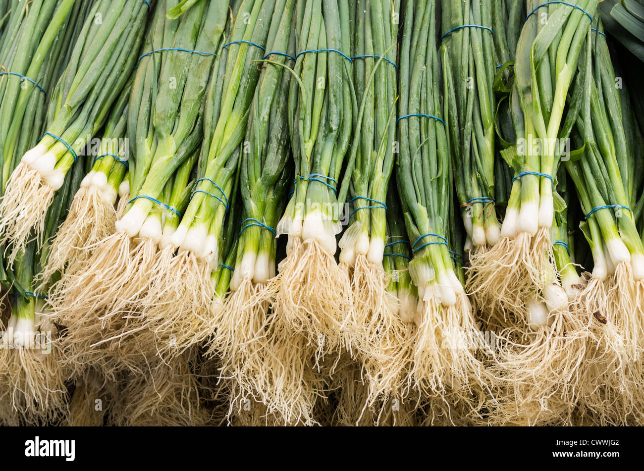 Fresh green onions or scallions on display at the market Stock Photo