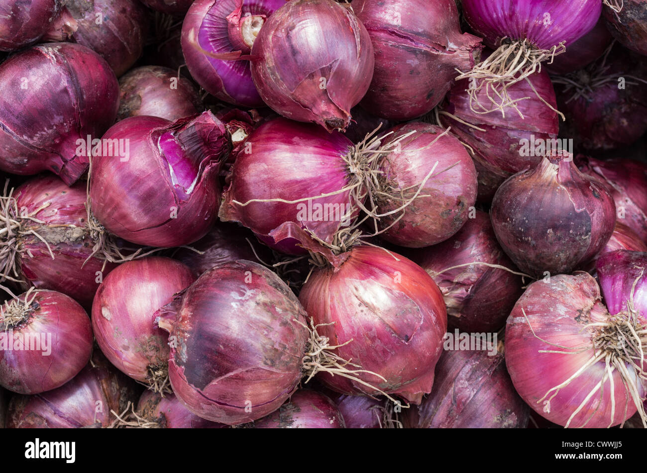 Freshly harvested red onions on display at the market Stock Photo - Alamy