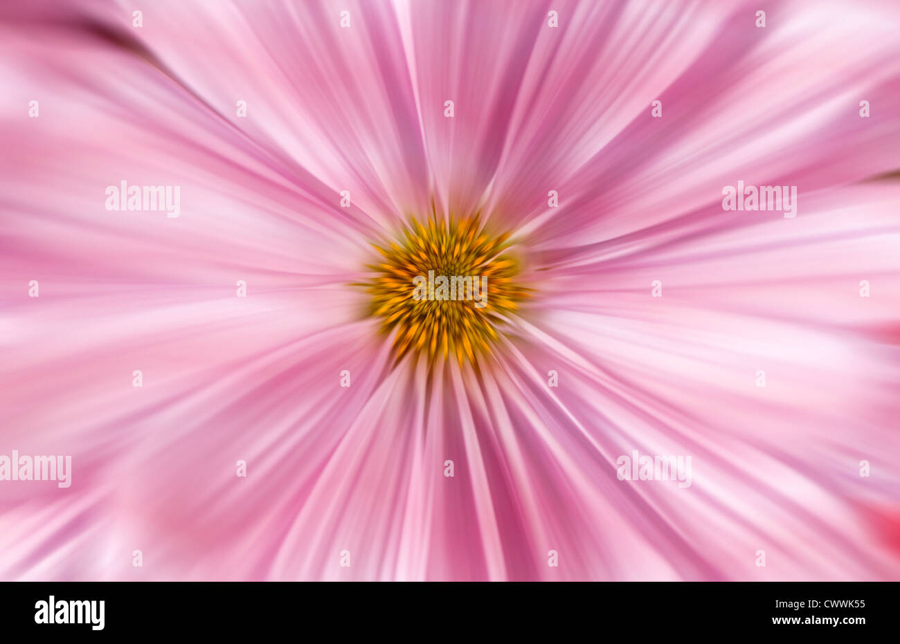Pink daisy flower zoomed from center to edges Stock Photo