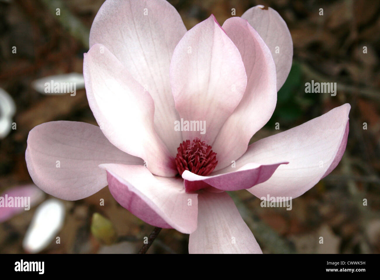 close up Japanese magnolia tree flower pink macro photo art print picture modern realistic traditional art Stock Photo