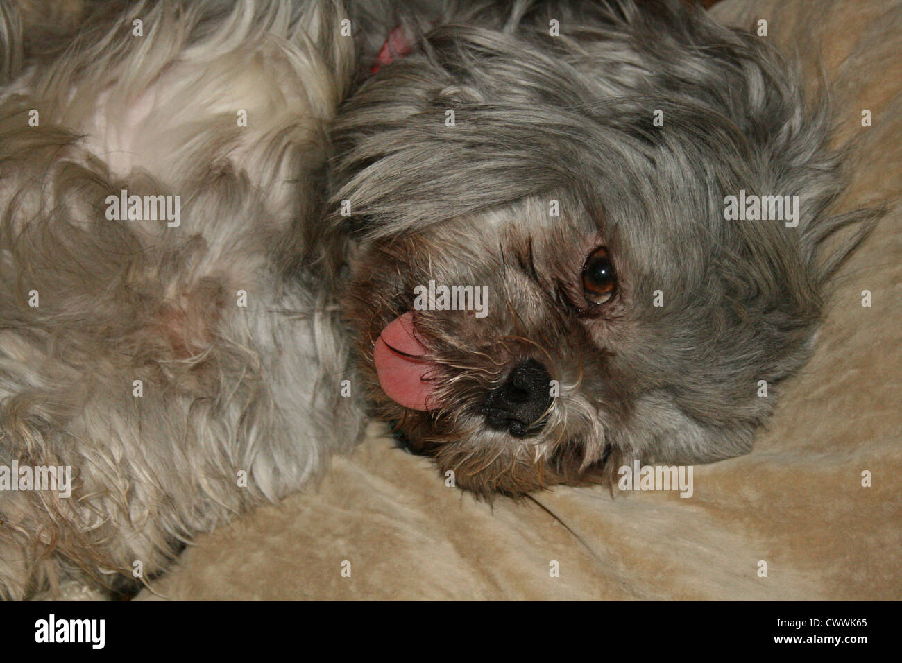 shih tzu puppy dog funny animals shihtzu dogs puppies shih tzus shihtzus Stock Photo