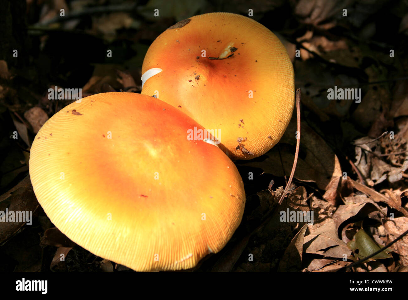 mushroom picture Stock Photo