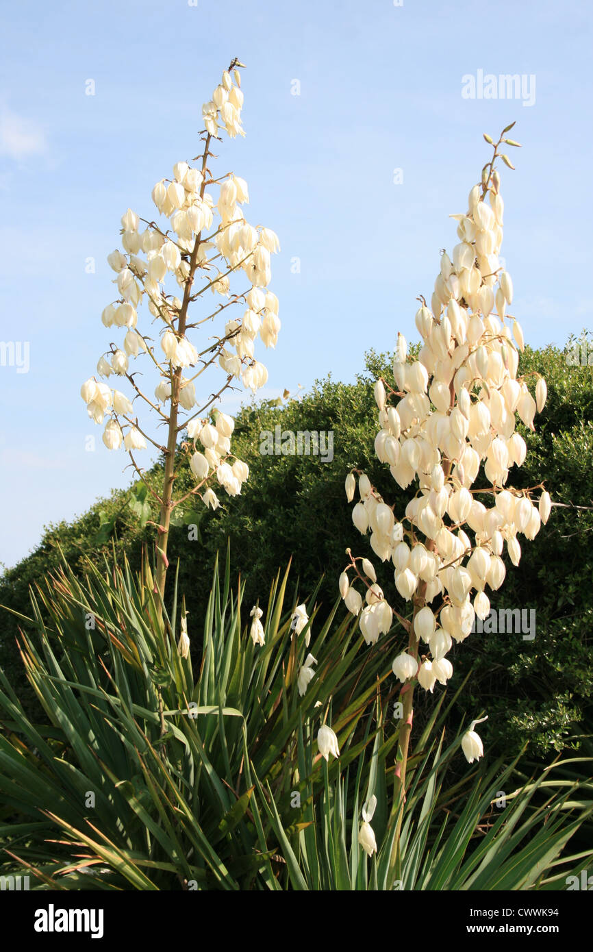 southwestern art yucca flowers flower cactus Stock Photo