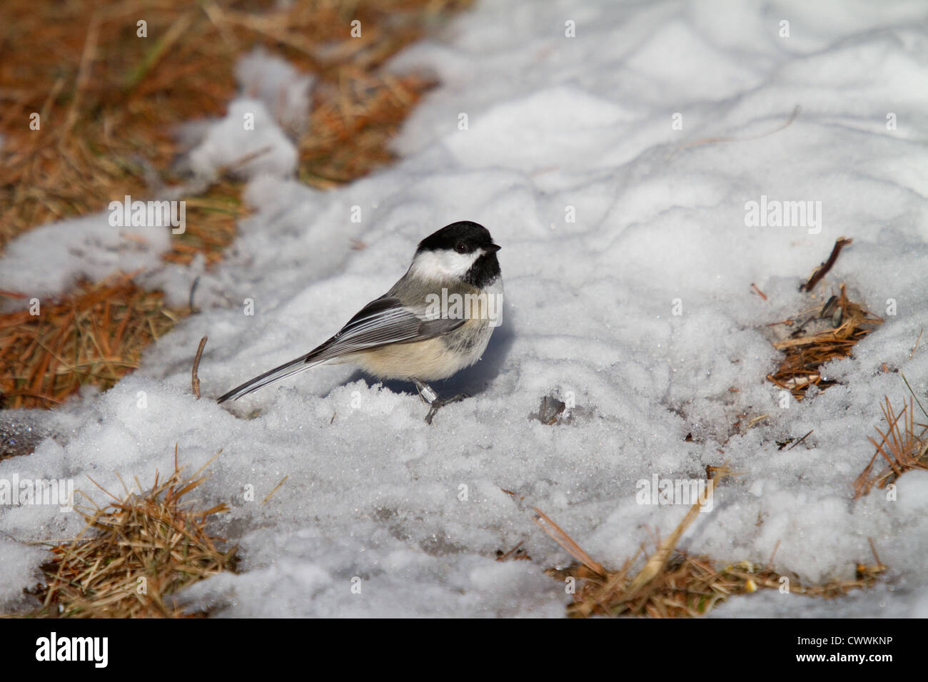 Black-capped chickadee in winter Stock Photo - Alamy