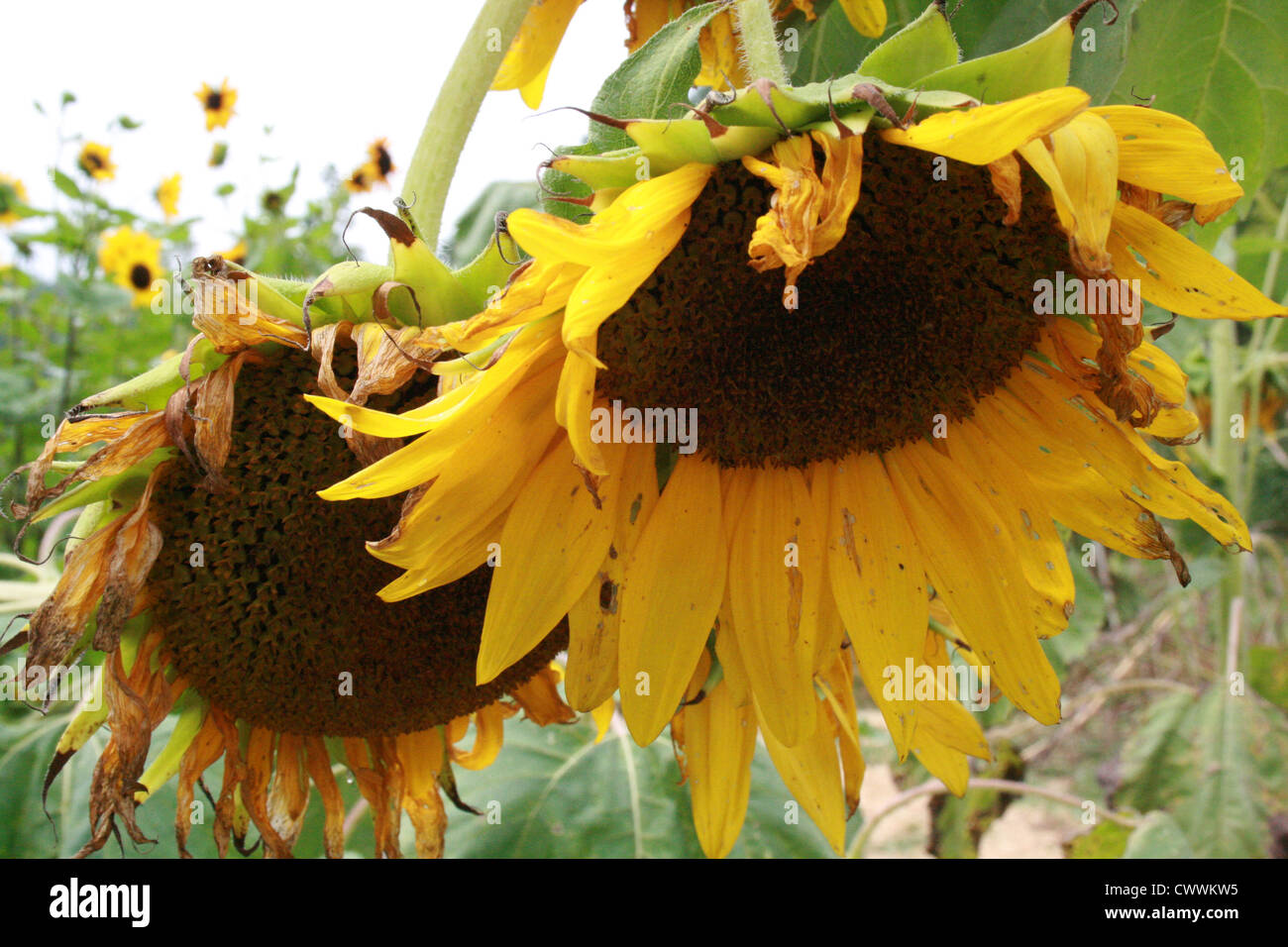 sunflower fine art photograph picture Stock Photo