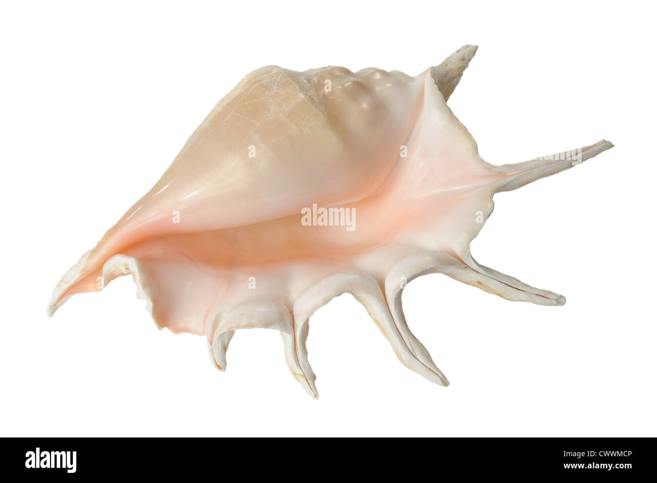 Great horned sea shell on white background Stock Photo - Alamy