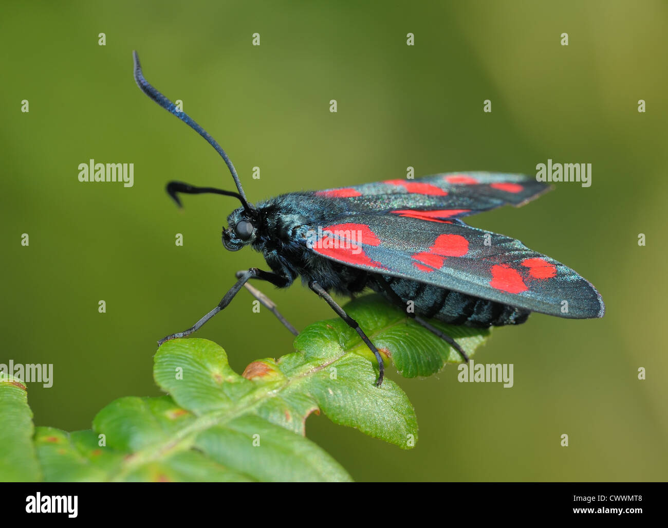 The bright, spotted butterfly Zygaena filipendulae on a lief Stock Photo