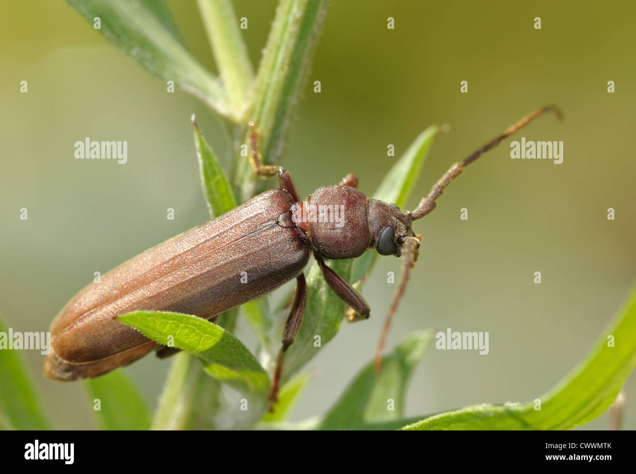 brown longhorn beetle on a branch. Stock Photo