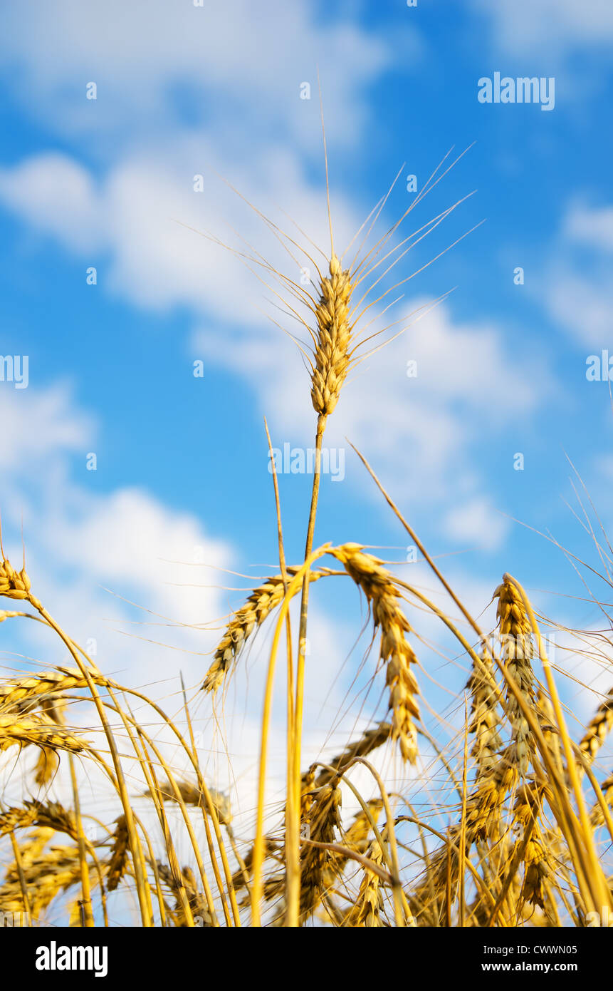 close up of ripe wheat ears against sky. soft focus Stock Photo