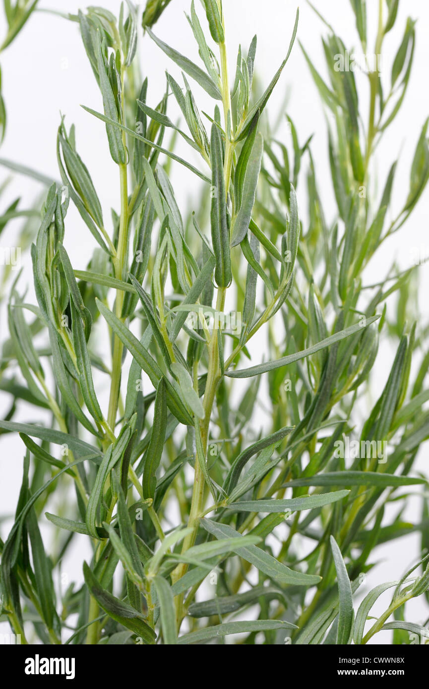 A bunch tarragon, used in cooking and medicine plants Stock Photo Alamy