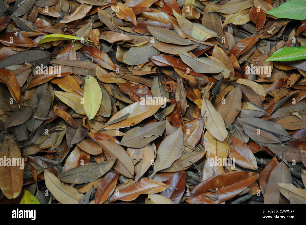 Brown ground cover hi-res stock photography and images - Alamy