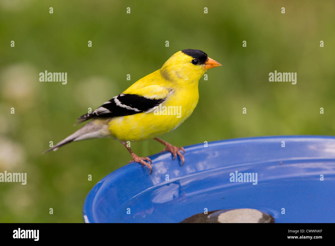 American Goldfinch Stock Photo Alamy
