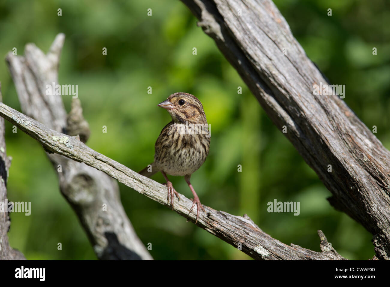 Savannah Sparrow Stock Photo