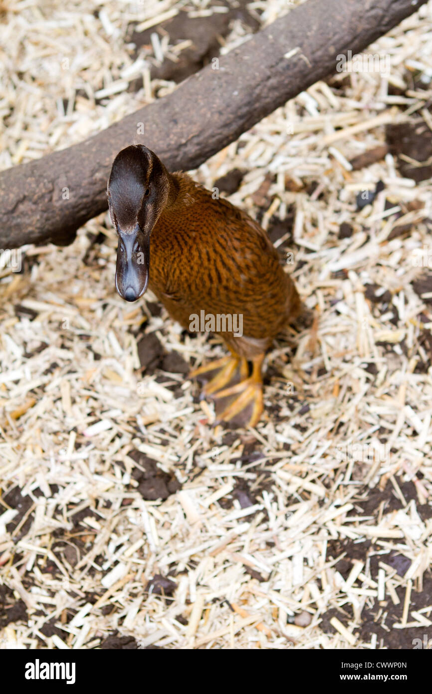A pet Khaki Campbell duck in the garden Stock Photo