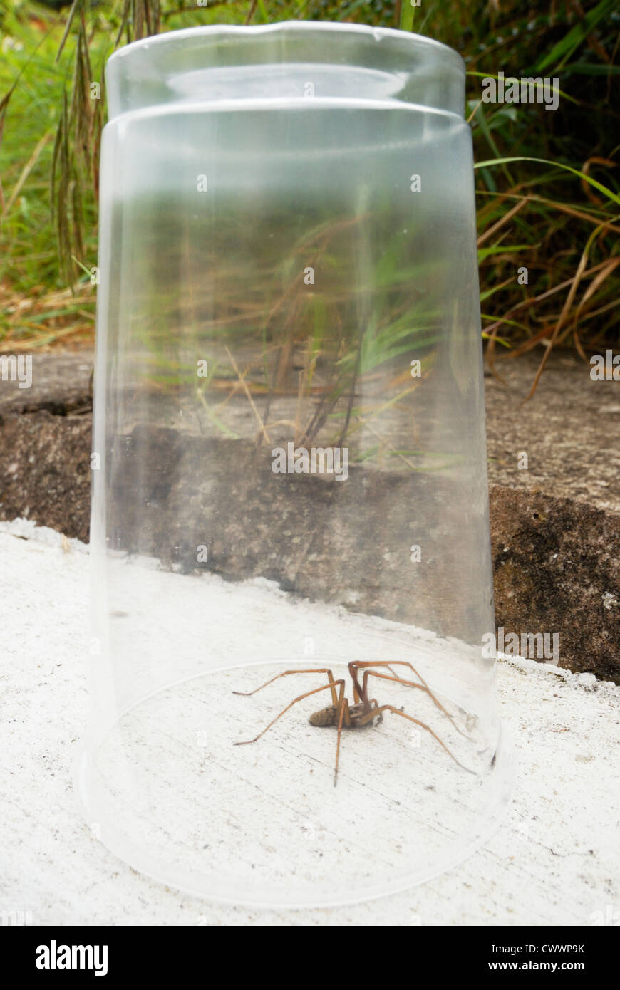 Large House Spider, Tegenaria gigantea, trapped beneath a plastic pint glass, Wales, UK. Stock Photo