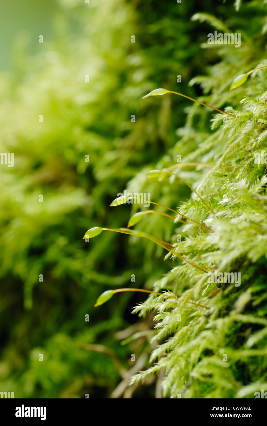 Brachythecium rutabulum moss, Wales, UK . Stock Photo