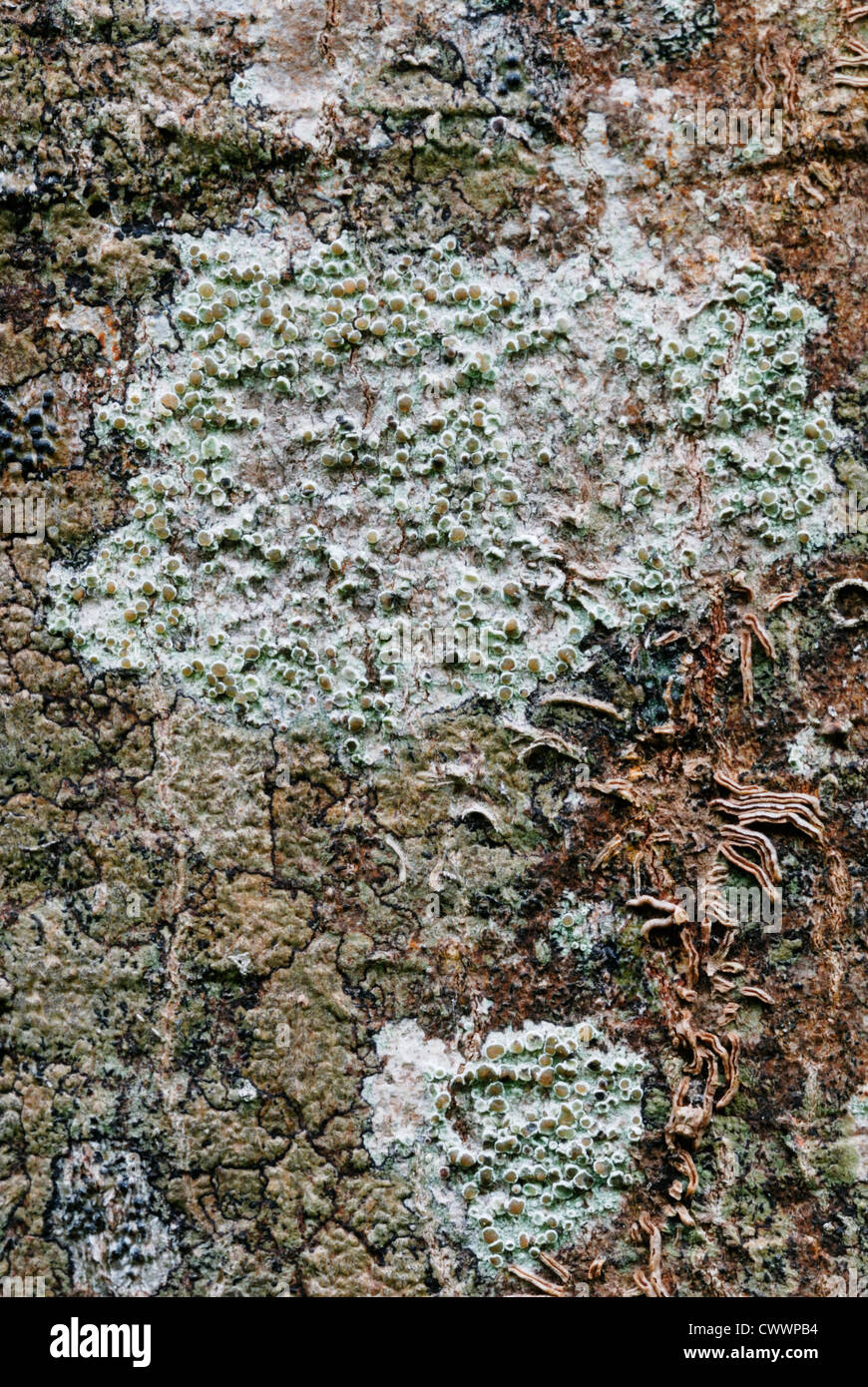 Lecanora chlarotera lichen growing on tree bark, Wales, UK. Stock Photo
