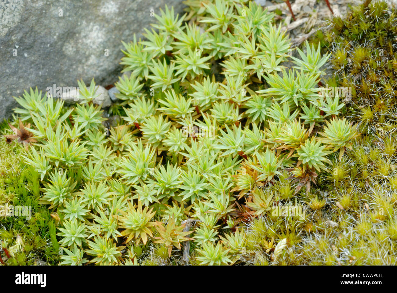 Polytrichum juniperinum moss, Wales, UK. . Stock Photo