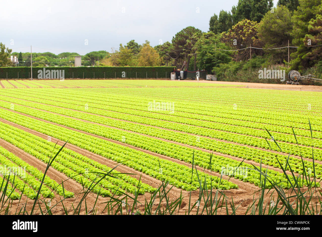 Green Cultivated Field Stock Photo
