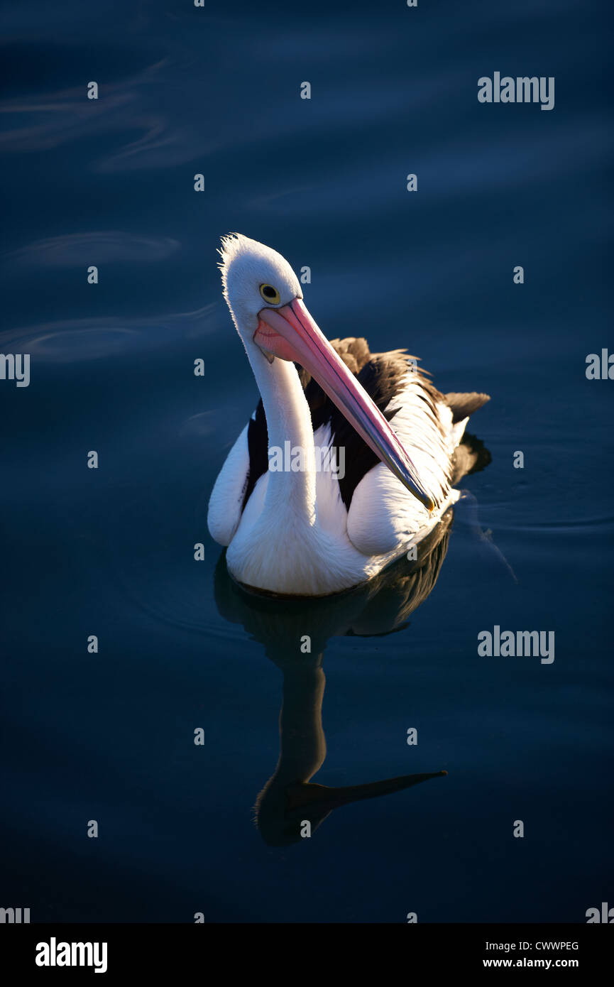 Pelican bathed in late afternoon light Stock Photo