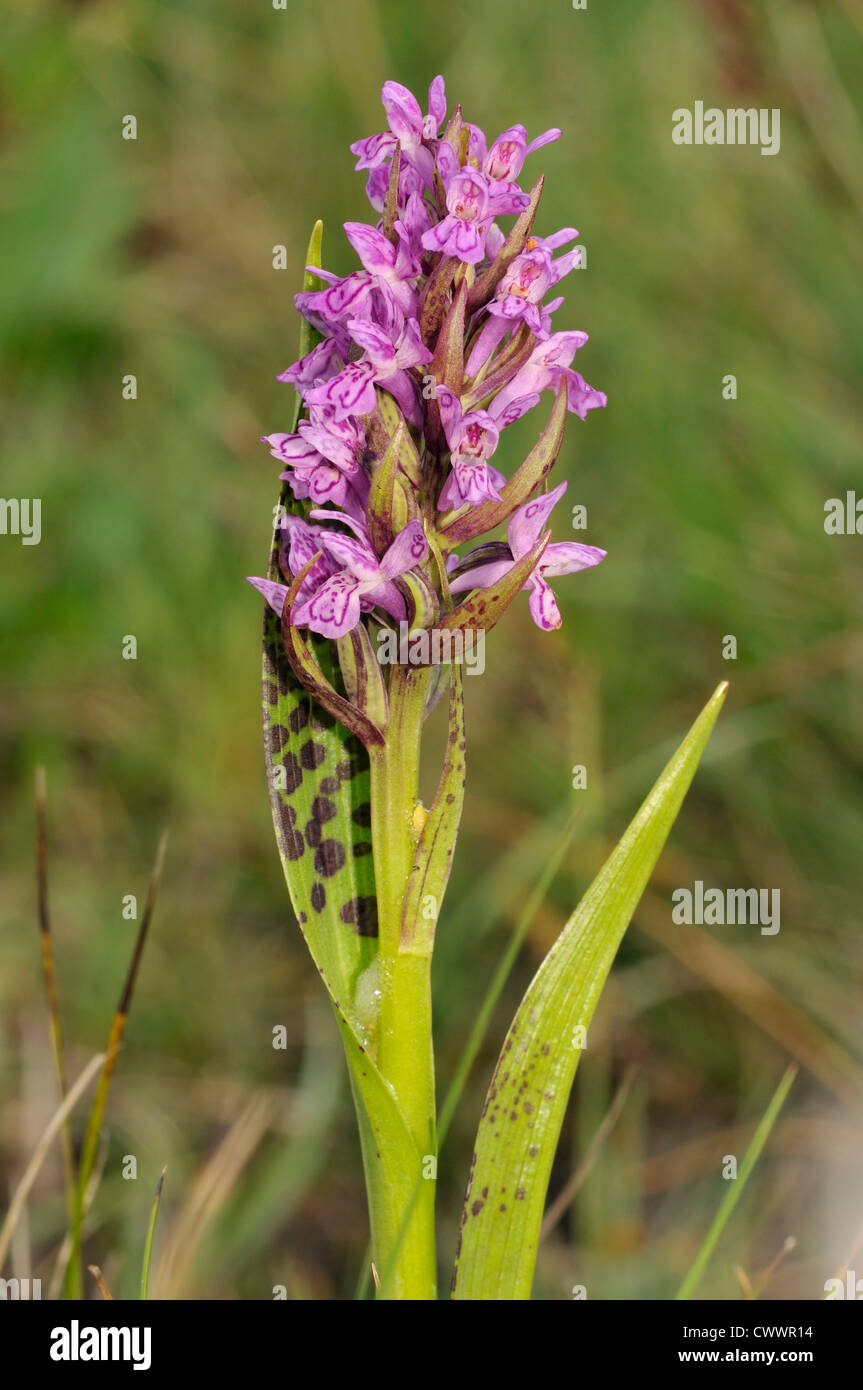 Flecked Marsh Orchid - Dactylorhiza incarnata cruenta Stock Photo