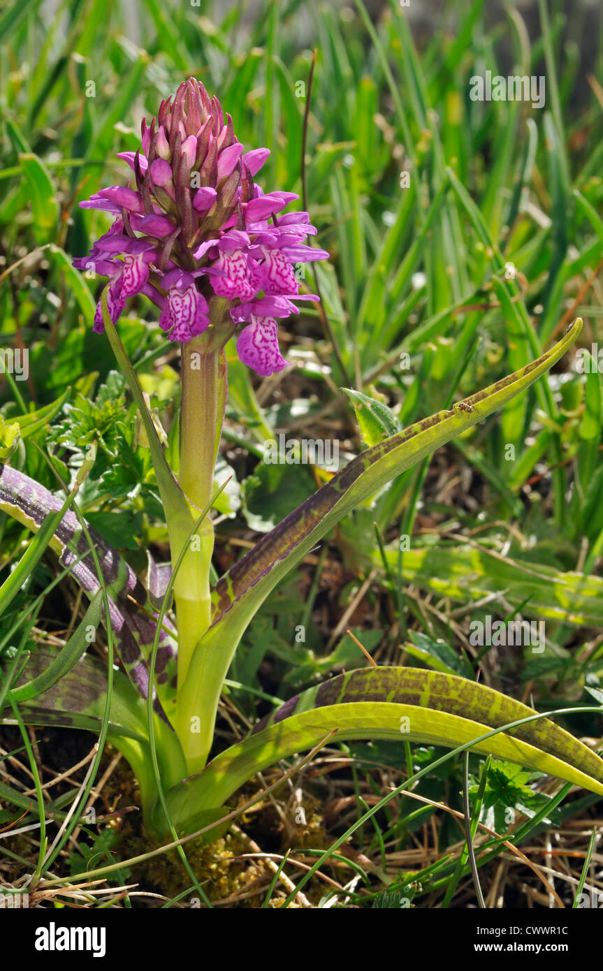 Irish Marsh Orchid - Dactylorhiza occidentalis Whole plant with heavily marked leaves Stock Photo