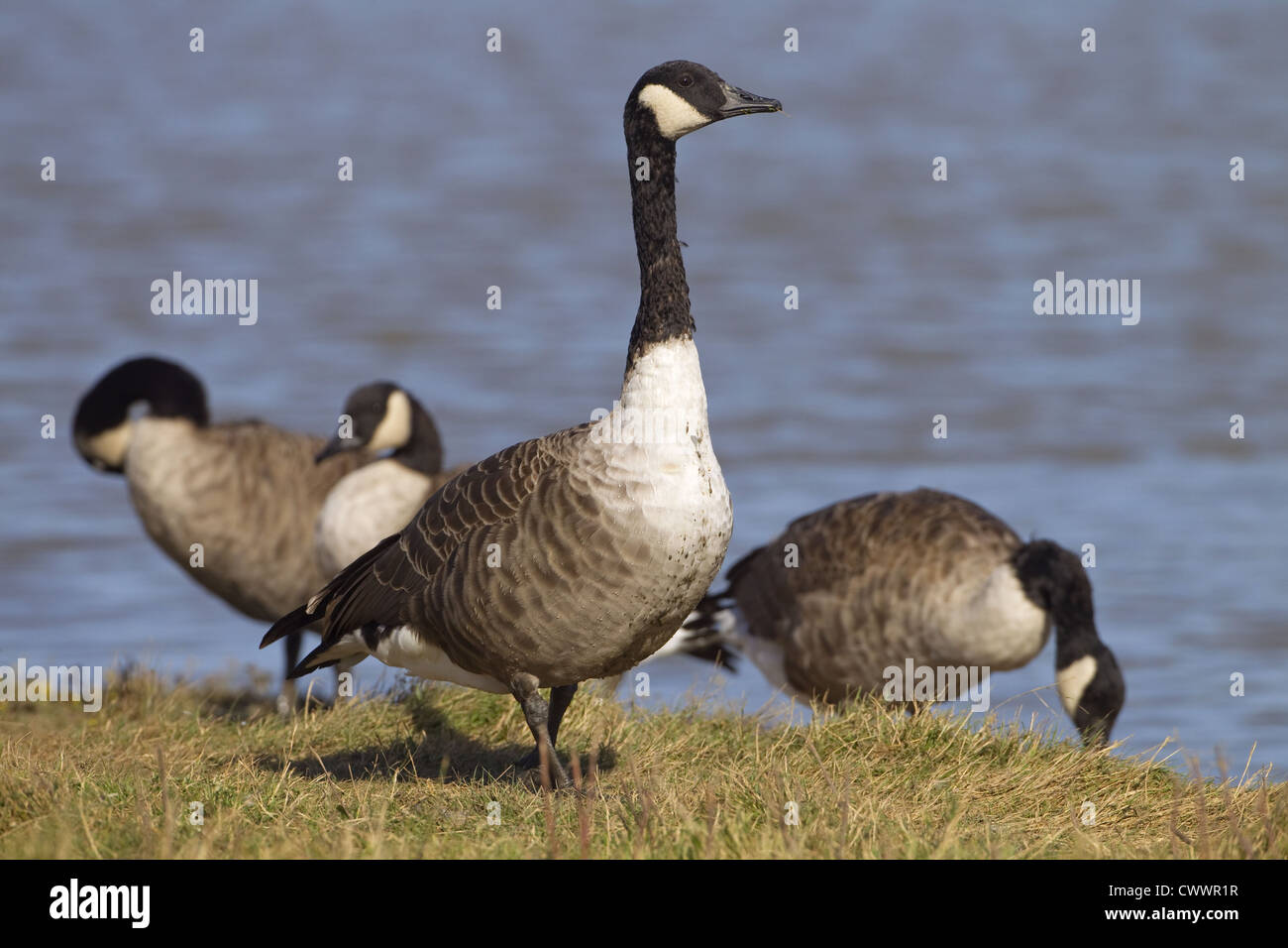 Canada Geese Branta canadensis on feeding ground Stock Photo