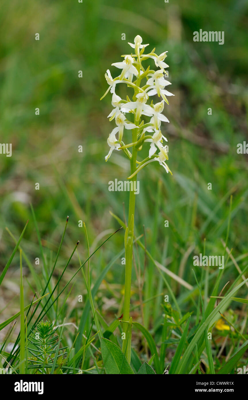 Lesser Butterfly Orchid - Platanthera bifolia Stock Photo