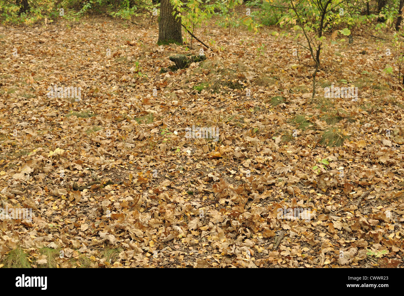 Golden autumn - leaves Stock Photo - Alamy