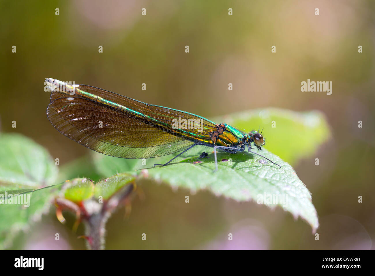 Beautiful Demoiselle; Calopteryx virgo; male; on leaf; UK Stock Photo