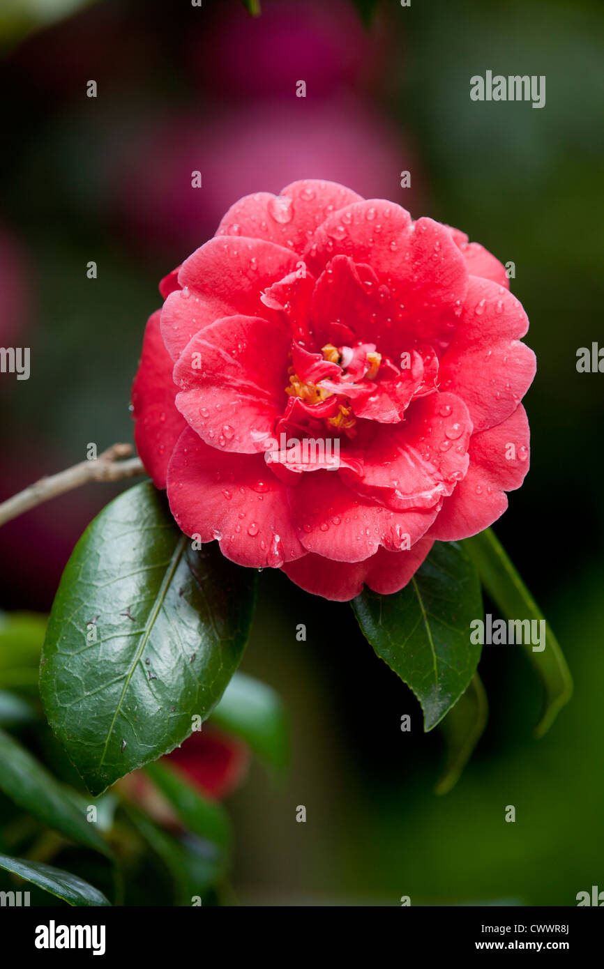 Camellia Flower; in shade; with reflector; photographic technique Stock Photo