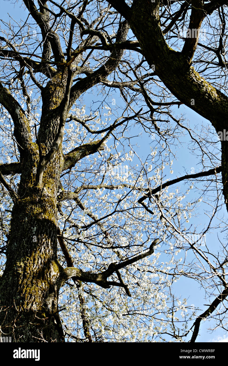 Oak tree flower hires stock photography and images Alamy