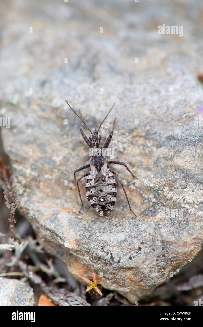 Heath Assassin Bug; Coranus subapterus; Cornwall; UK Stock Photo