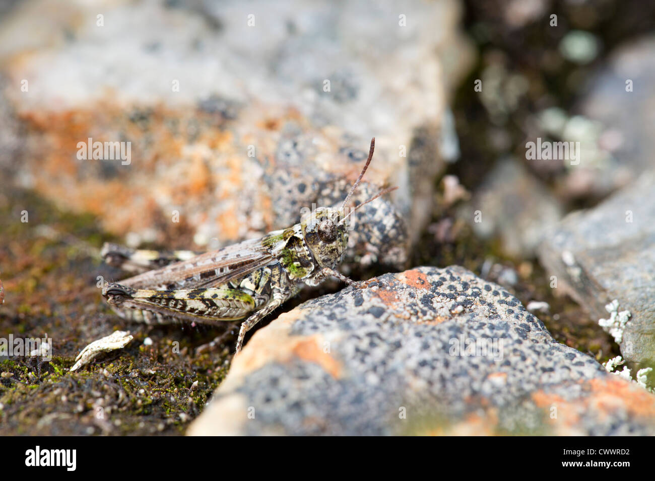 Mottled Grasshopper; Myremeleotettix maculatus; Godolphin; Cornwall; UK Stock Photo