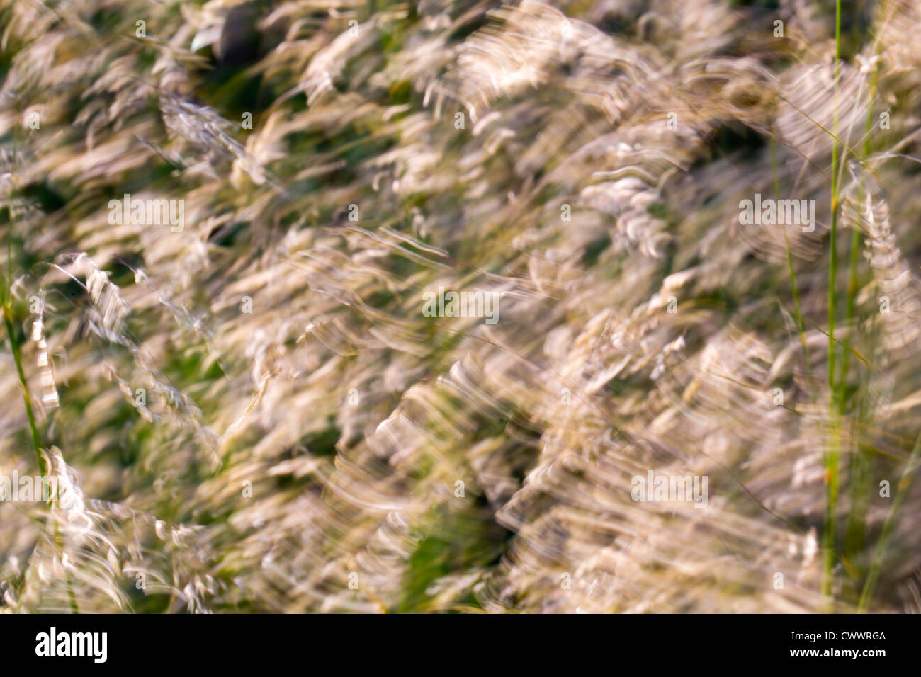Grasses; backlit; moving camera; photographic technique; UK Stock Photo