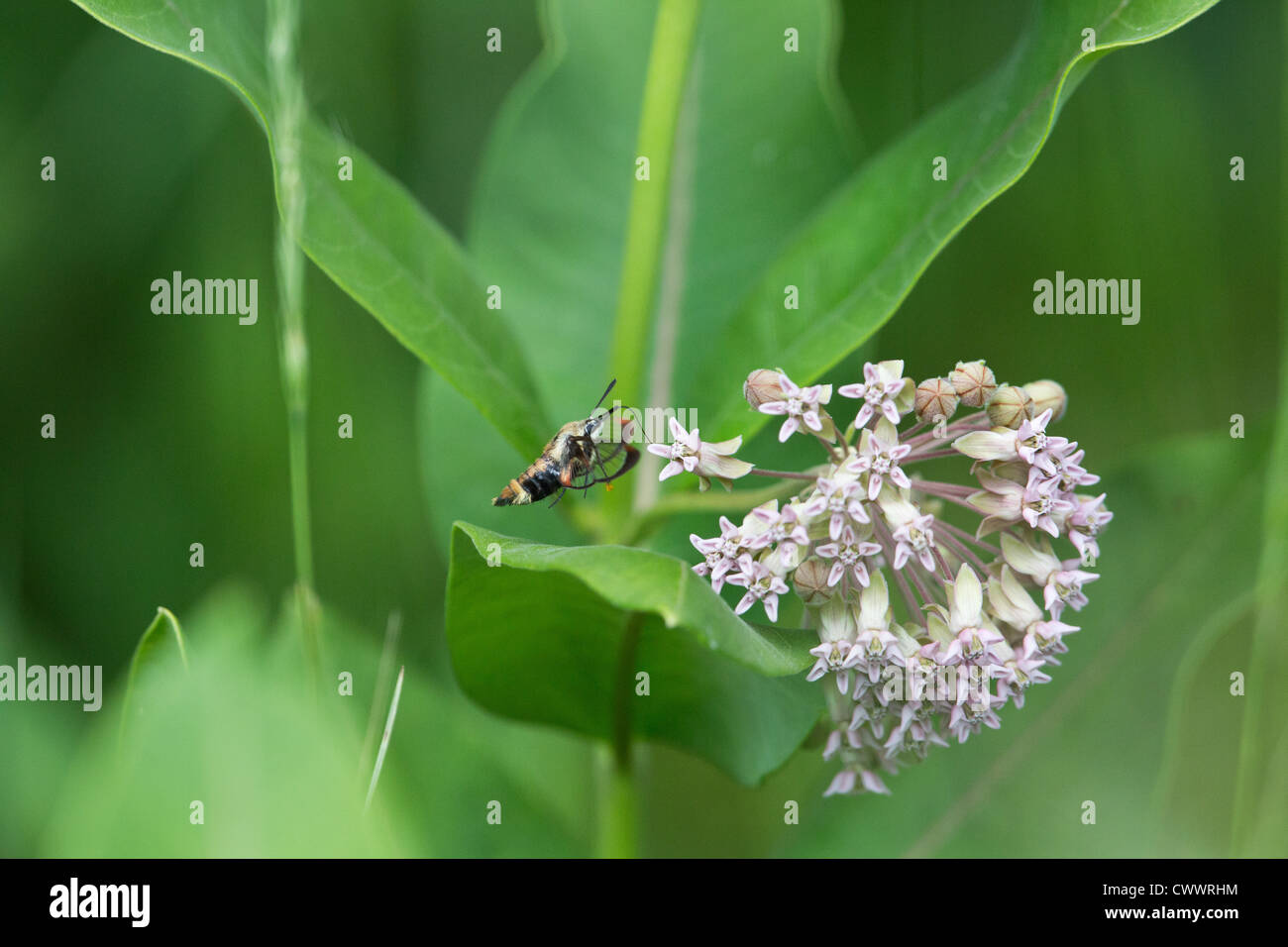 Snowberry clearwing moth Stock Photo