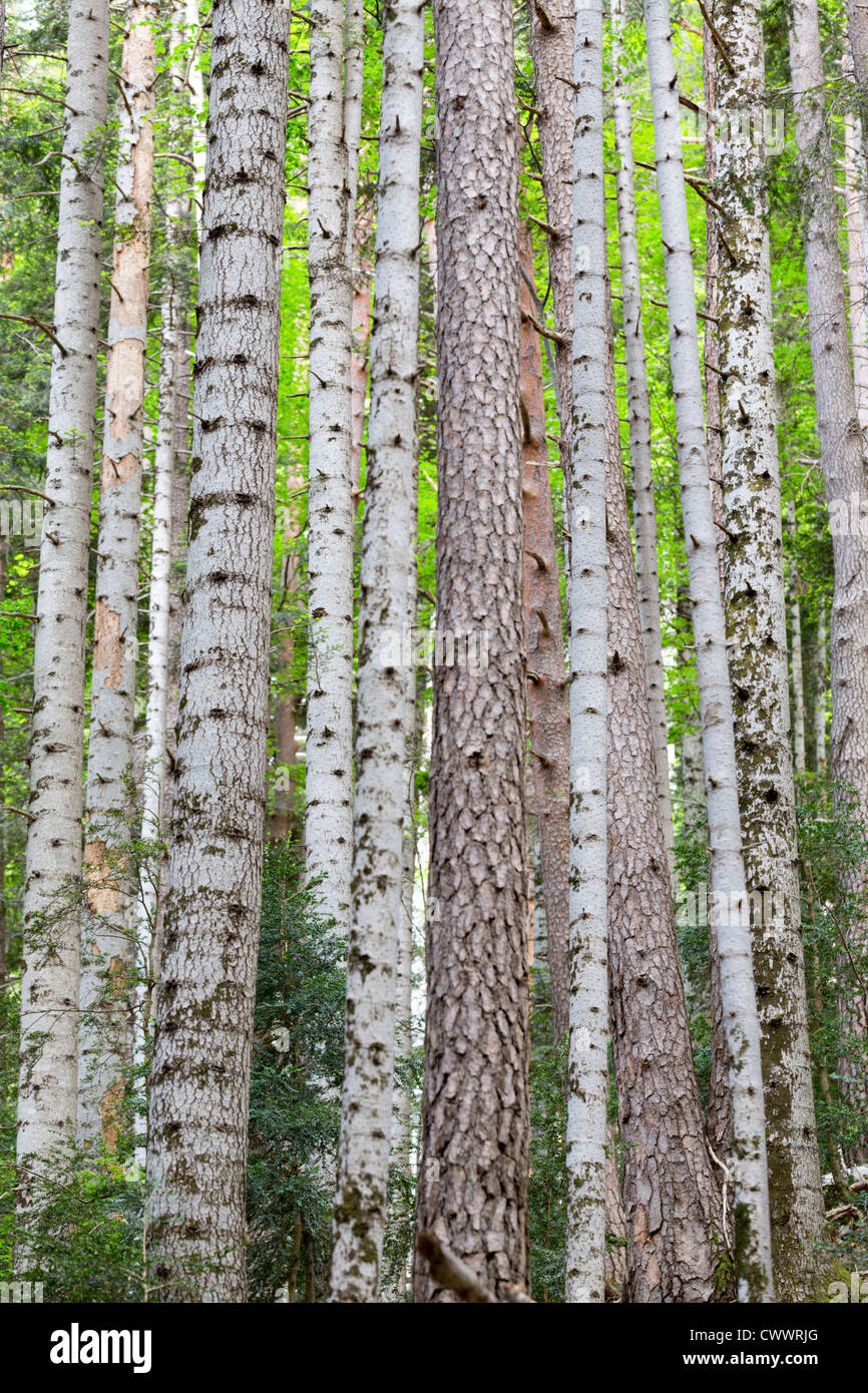 Pine Tree Trunks; Ordesa National Park; Spain Stock Photo